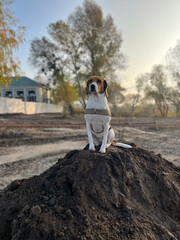 Two year old estonian hound dog sitting on the soil hill in the morning light