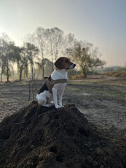 Two year old estonian hound dog sitting on the soil hill in the morning light