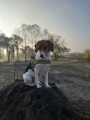 Two year old estonian hound dog sitting on the soil hill in the morning light