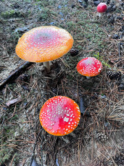 Fly Agaric or Amanita Muscaria in the autumn forest