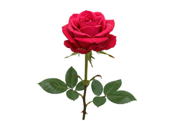 Isolated Red Rose Flower, Valentine's Day Gift, Floral Present, Romantic Love, Fresh Cut Bloom