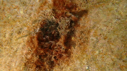 Сlump of Cyanobacteria, formerly called Blue-green algae (Cyanophyta) undersea, Ligurian Sea, Italy, Imperia