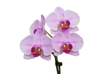 Isolated purple orchid flower arrangement on a stem with blooming petals and a central core