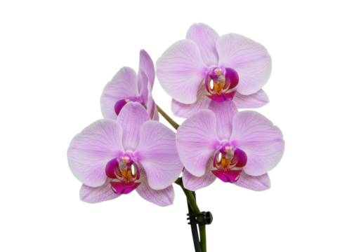 Isolated purple orchid flower arrangement on a stem with blooming petals and a central core