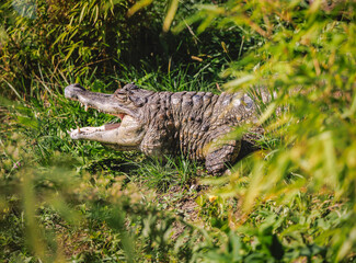 Portrait of Spectacled caiman - Caiman crocodilus