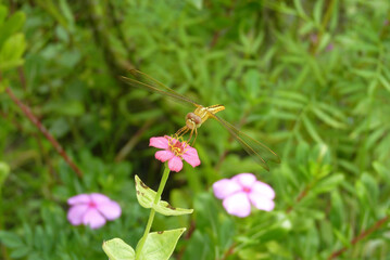 Serene Garden Scene with Dragonfly and Floral Detail, Winged Visitor on a Garden Flower, Scientific Name of Catharanthus roseus.