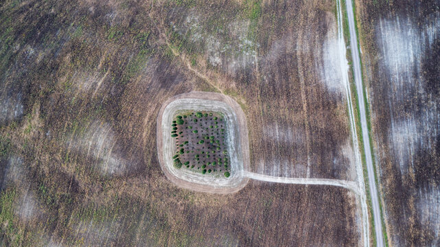 Aerial view of a copse of trees, a verdant jewel encircled by the dry, cracked earth and the stark geometry of a road, San Quirico d'Orcia, Tuscany, Italy.