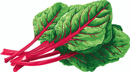 Vector illustration of fresh red chard isolated on a white background