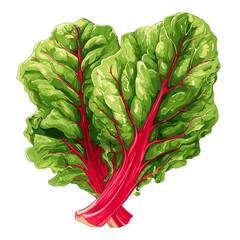 Vector illustration of fresh red chard isolated on a white background