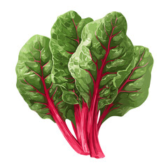 Vector illustration of fresh red chard isolated on a white background