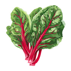 Vector illustration of fresh red chard isolated on a white background