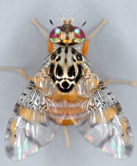 Mediterranean fruit Fly (Ceratitis capitata) emerged from an ripe fruit.