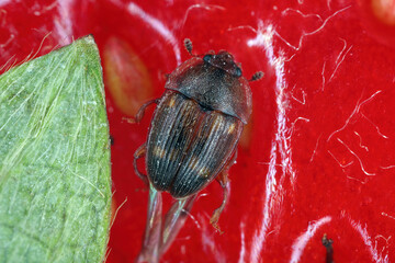 Strawberry Sap Beetle (Stelidota geminata) on a strawberry fruit.