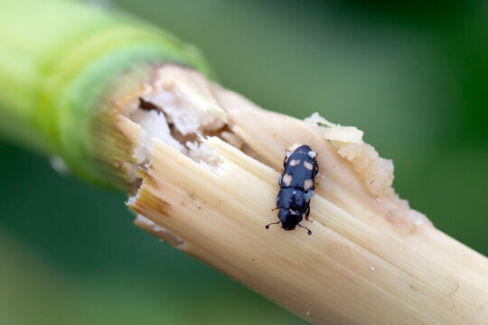 Four-spotted Sap Beetle (Glischrochilus quadrisignatus)  on a damaged maize plant.