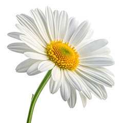 Fototapeta premium Close up of a single white daisy flower with a yellow center on a black background