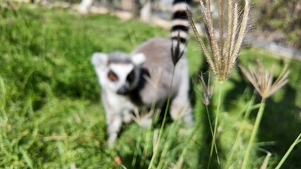 Defocus Photo of Three ring-tailed lemurs sitting on grass in a natural setting, displaying their distinctive striped tails and relaxed posture.