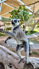 ring-tailed lemurs sitting on grass in a natural setting, displaying their distinctive striped tails and relaxed posture In Al Ain Zoo