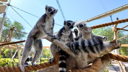 ring-tailed lemurs sitting on grass in a natural setting, displaying their distinctive striped tails and relaxed posture In Al Ain Zoo