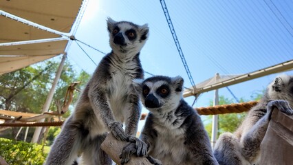 ring-tailed lemurs sitting on grass in a natural setting, displaying their distinctive striped tails and relaxed posture In Al Ain Zoo
