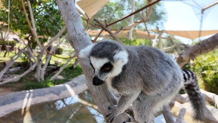 Defocus Photo of Three ring-tailed lemurs sitting on grass in a natural setting, displaying their distinctive striped tails and relaxed posture.