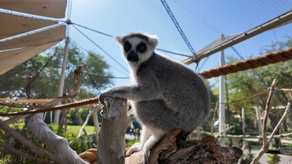 ring-tailed lemurs sitting on grass in a natural setting, displaying their distinctive striped tails and relaxed posture In Al Ain Zoo