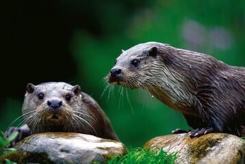 Fototapeta premium Two wet otters resting on rocks in a lush green habitat, looking alert and curious. Close up wildlife scene ideal for nature, conservation, education and animal themed content.