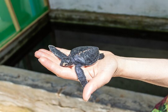 A person holding a newly hatched Olive Ridley Turtle (Lepidochelys olivacea)