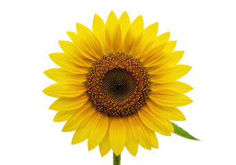 Fototapeta premium Isolated vibrant yellow sunflower with textured center, full bloom, and natural petal arrangement