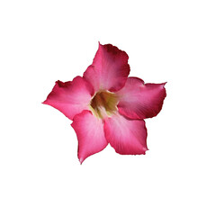 pink hibiscus flower.floral element.suitable as decoration element 