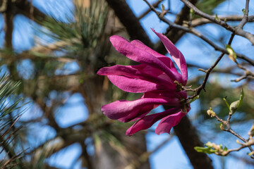 Vibrant pink Magnolia Susan (Magnolia liliiflora or Magnolia stellata) flowers  blossoms on tree branch, set against blurred background of greenery and blue sky. Nature concept for design
