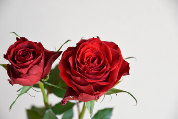 Fototapeta premium 赤い薔薇