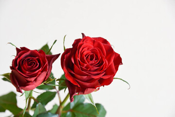 Naklejka premium 赤い薔薇