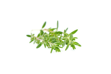 Thyme fresh isolated on white background.