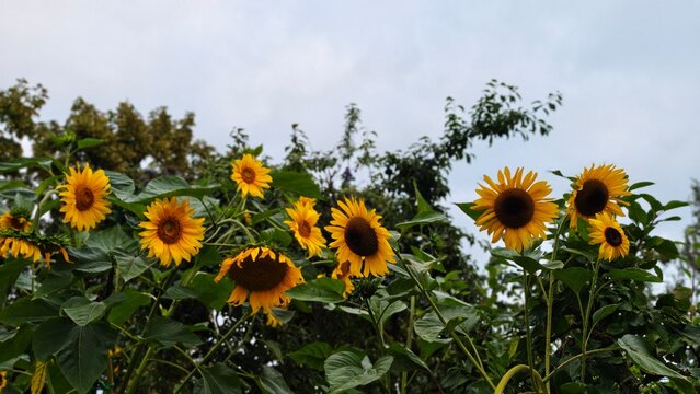 sunflower field with blue sky