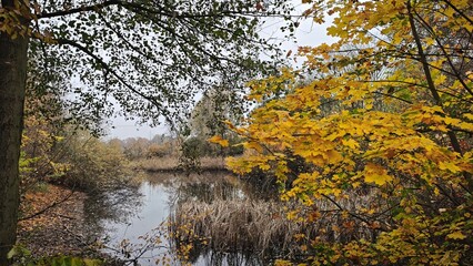 Autumn in the pond 