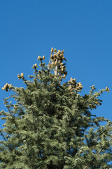 Tall evergreen tree Abies concolor or white fir with green needles and clusters of light brown cones set against vibrant blue sky. Clouds Park. Krasnodar Public Park or Galitsky Park in Krasnodar.