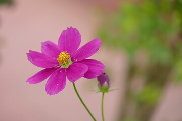 Close up of beautiful pink cosmos flower blooming in the garden with blurred background at daytime. (Cosmos Bipinnatus)