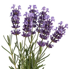 Obraz premium Fresh Lavender Flower Bunch with Green Leaves Isolated