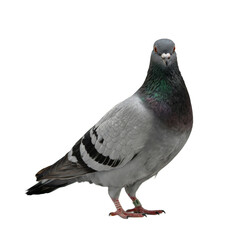 Fototapeta premium Pigeon Isolated