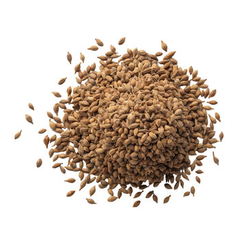 Heap of Brown Barley Malt Grains or Cereal Seeds on White Background