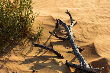 View of sun-baked sand dunes sculpted by the wind, with a weathered branch casting shadows, and a hardy green shrub clinging to life in the arid terrain, Dubai, Sharjah, United Arab Emirates.