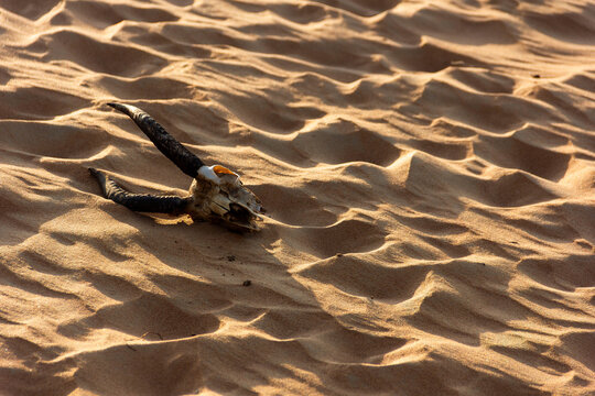 View of a skull with twisting horns resting on undulating golden sand dunes under the desert sun, Dubai, Sharjah, United Arab Emirates.