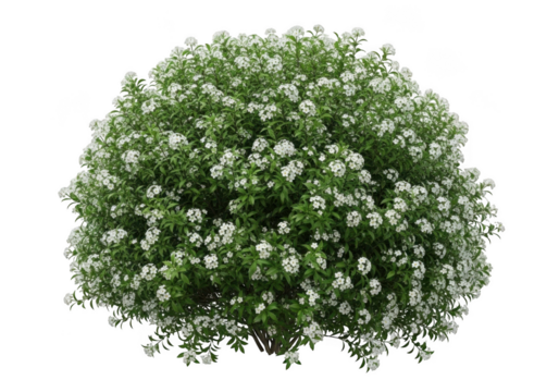Lush green bush with delicate white flowers against a stark black background transparent background