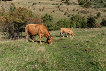 Fototapeta premium cows grazing near Montgarri sanctuary, Lleida, Catalonia, Spain