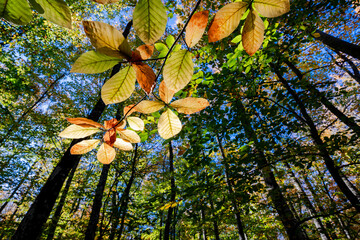 Autumn Leaves Backlit by Sunlight in a Forest Canopy