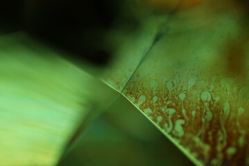 Green liquid surface, phenomenal structure, green oils on a dark background, colourful luminous...