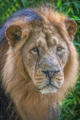 Majestic male lion close-up portrait with stunning mane and intense gaze