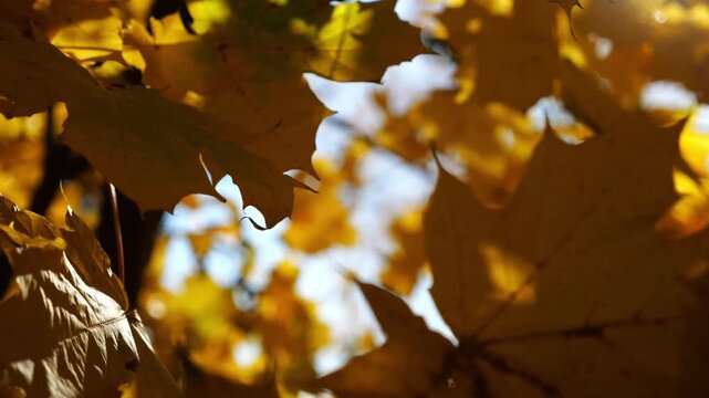 Yellow maple leaves on tree branches gently swaying in wind with sunlight at background. Lush autumn golden foliage swinging on the breeze at forest. Beautiful colorful fall season. Slow motion