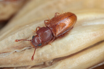Ahasverus advena, the foreign grain beetle, is a species of beetle in the family Silvanidae. Pest of grain products and other stored commodities. Adult insect on barley.