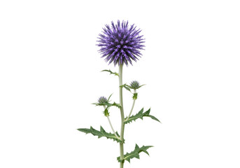 Fototapeta premium Isolated Globe thistle plant, Echinops flower head with spiky ball shape and green foliage